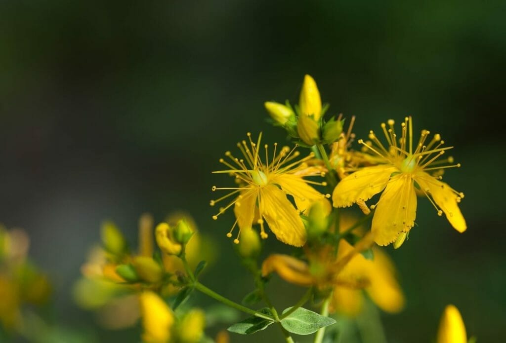 Saint John’s Wort